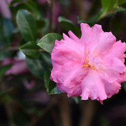 Current Featured Plants - Products