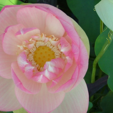 A beautiful creation & healthy koi pond