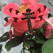 Sharon Simmons's photo