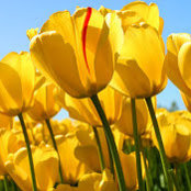 Cindi Westendorf's photo