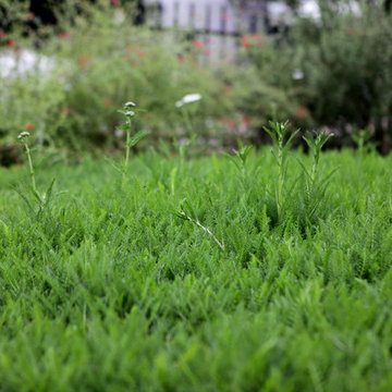 IdealMow Lawn, Common Yarrow