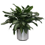 Scape Supply - Live 3' Aglaonema 'Silver Bay' Package, Chrome - The Aglaonema has been a staple indoor tropical plant for the past 30 years.  It is a perfect plant for a living room or office design idea.  The professional interior landscaper has been using this plant in malls, banks, and hotels as a "go to" leafy green shrub or bush for years. The 'Silver Bay' varietal has a larger leaf with a broad pointy tip usually consisting of a light color variation within the leaf that give it a distinctly individual look.   They are hearty with the right amount of light and like most plants indoors, like being watered once a week.  This plant works well in lower light conditions and can even maintain its' look under fluorescent lighting..