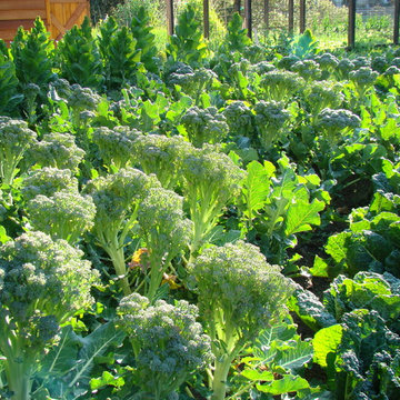 Vegetable gardens