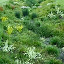 bioswale