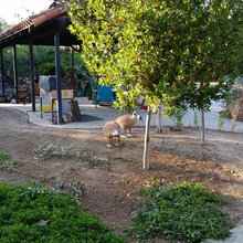 my back yard