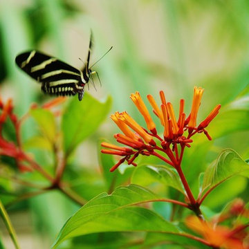 Landscape Design Miami- Deb's Certified Wildlife Habitat