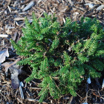 Picea abies 'Pusch'
