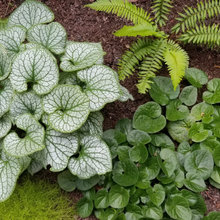 Plant Combos