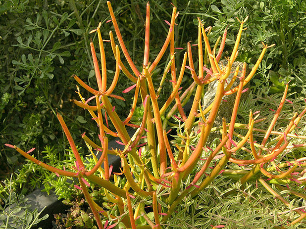 File:Euphorbia tirucalli 'Sticks on Fire' Plant 3264px.jpg - Wikimedia Commons