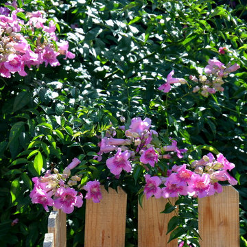 Southwestern Plants