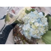 Nicole Tresino Colfer's photo