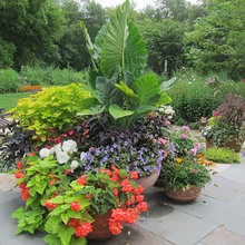 Front Yard Ideas