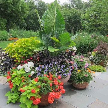 Tropical plant containers in Bristol