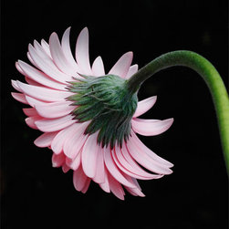 Gerbera Daisy #2 - Fine Art Prints