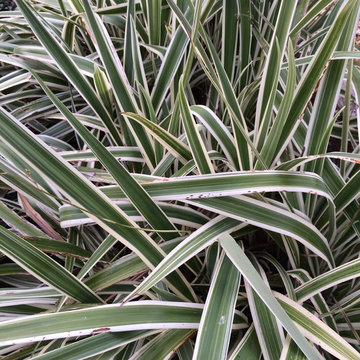 Plants we love