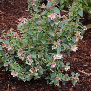 Garden Embrace- Poolsville
