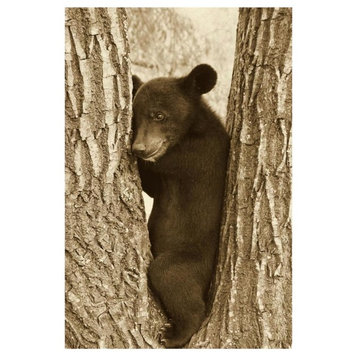 "Asiatic Black Bear 4 month old cub, resting, Sichuan" Paper Art, 22"x32"