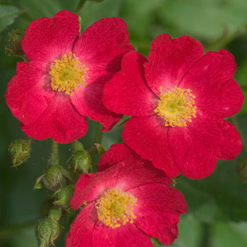 Oso Happy® Candy Oh! Landscape Roses