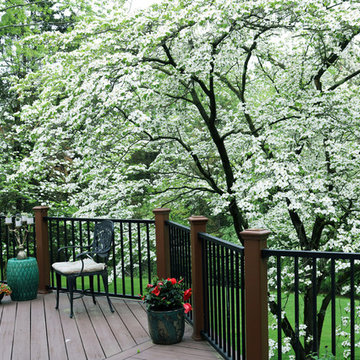 Dogwoods in their Glory
