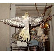 Pat Kellogg's photo