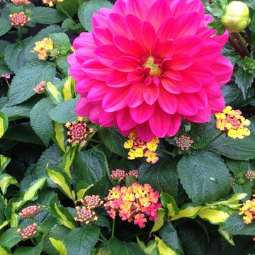 Container Gardens- Summer