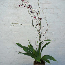 Orchid plank - Products