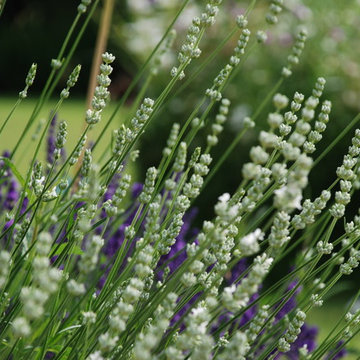 Large informal family garden