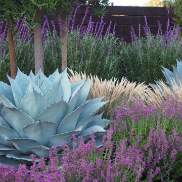 Color in Marin