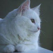 Foto von Mary-Jo MacKay