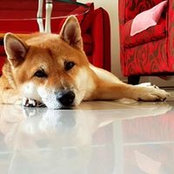 Jean Lai's photo
