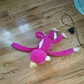 Adriane Williams-Brignol's photo