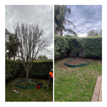 Ornamental Pear tree removal