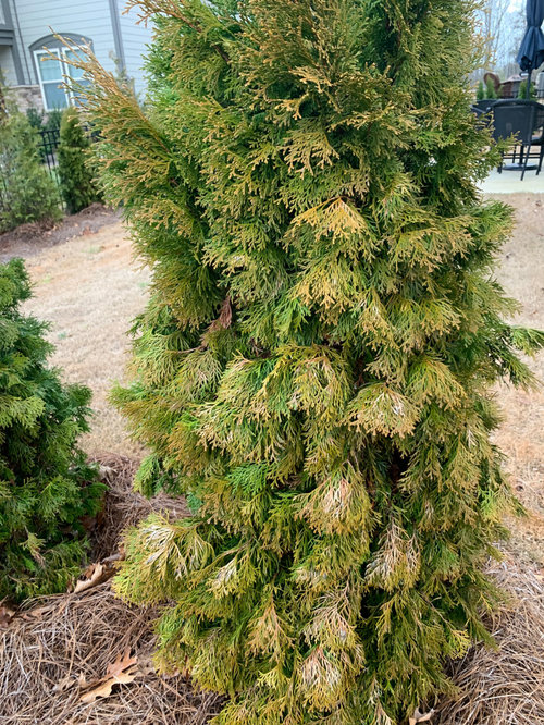 Emerald Green Arborvitaes