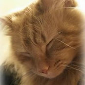 Lael Ramer's photo