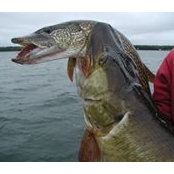 Gene Miller's photo