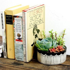 Source Succulents
