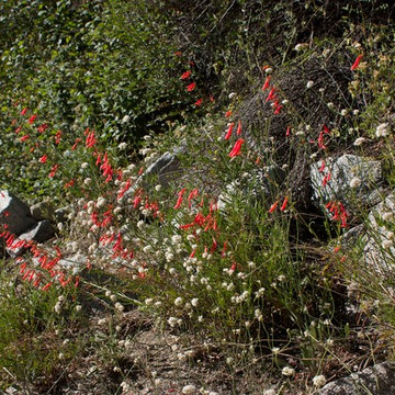 Eriogonum nudum-Nude Buckwheat and Penstemon rostriflorus-Scarlet Penstemon
