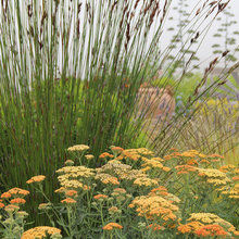 Front of Wall Garden