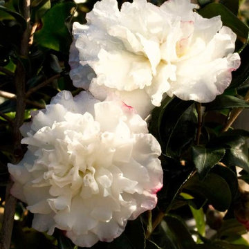 October Magic® Snow Camellia Camellia sasanqua 'Green 94-010' PP#20454