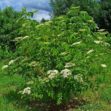 American Elderberry