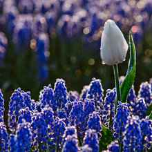 Blomstrende inspiration – mens vi venter på foråret...