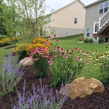 Coneflowers & Missouri Wildflowers