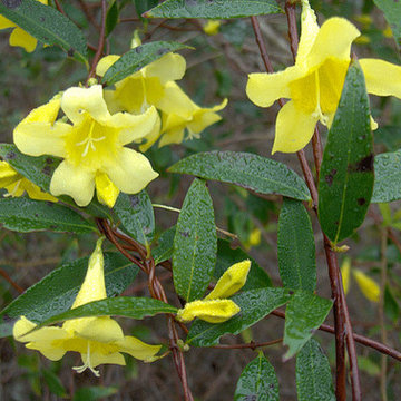 Carolina-Jessamine