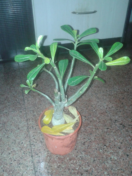 Desert rose yellowing and shedding leaves completely