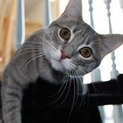 Leann Richmond Tanaskovic's photo