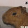 webuser_903016722