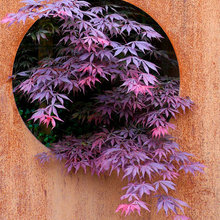 Garden design