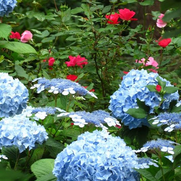 Hydrangea Festival Contest