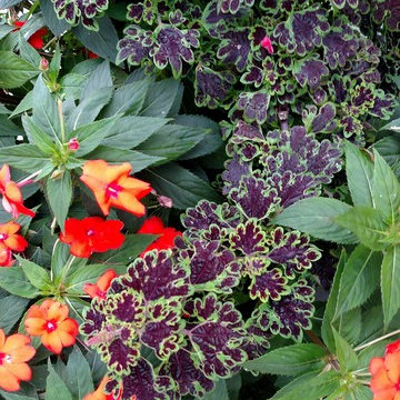 coleus & new guinea impatiens