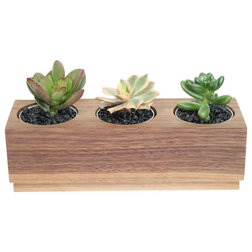 Contemporary Plants Hardwood Potted Cacti and Succulents With Crassula, Sedum and Aeonium